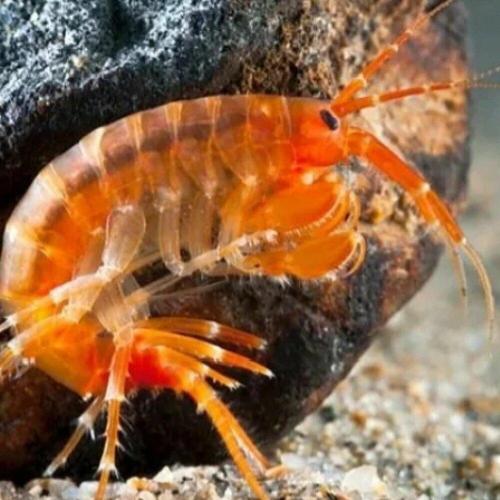 Серж и Сирения - Байкал. Эпишурики рачки