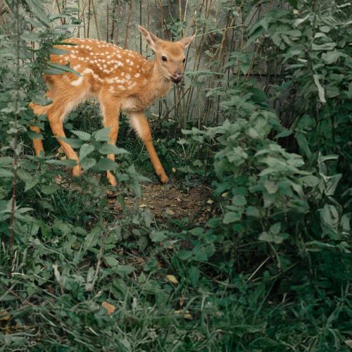 Сироткин, SALUKI - Сердца не найти в продаже