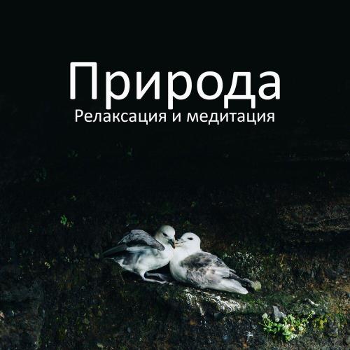 Ансамбль звуков природы - Звуки леса