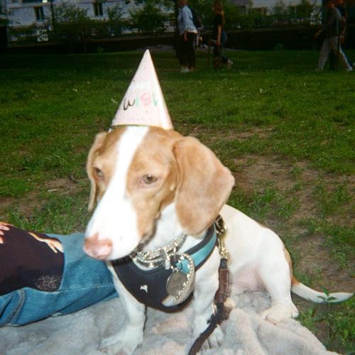 Danny Singh - BUDDY