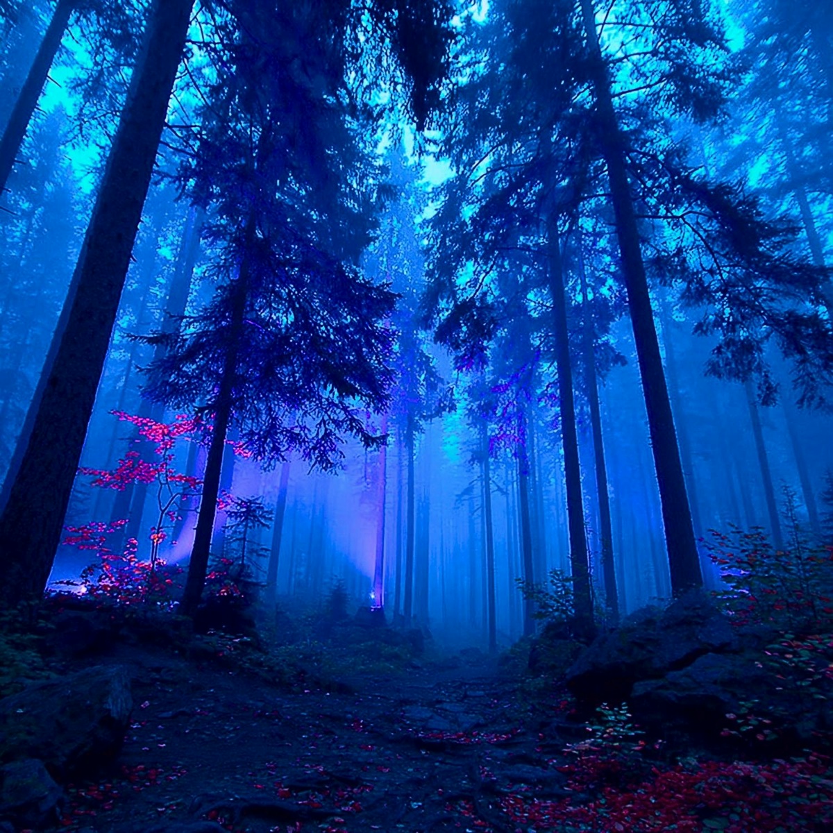 dp - music of nature