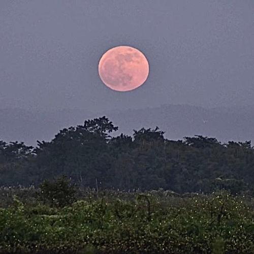 Drippin So Pretty - Under the Moon