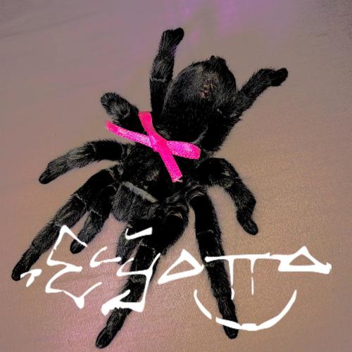 ElyOtto - DAYZEE