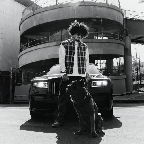 GELO - POLLASEEDS