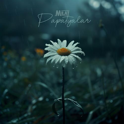 Milat - Papatyalar