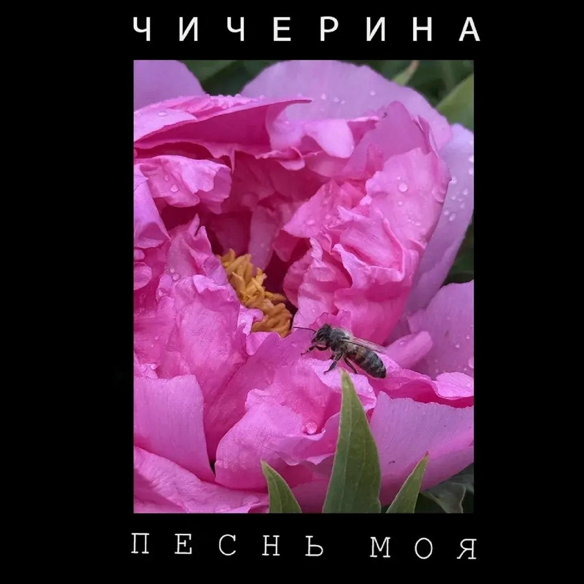 Чичерина - Песнь моя
