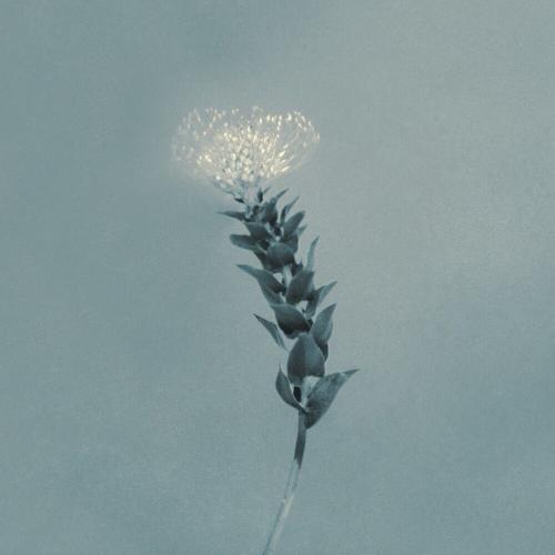 CNBLUE - Still, a Flower